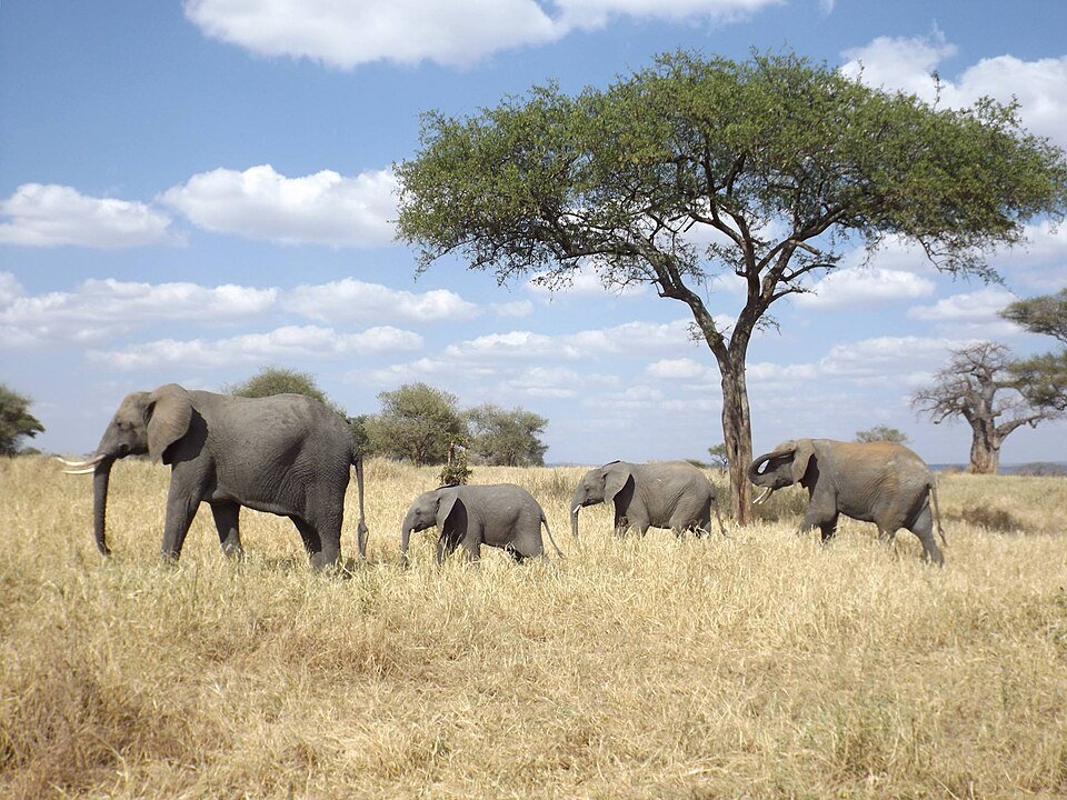 Serengeti Elephant